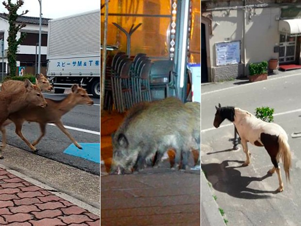 Animais invadem as ruas de várias cidades vazias em busca de comida (Foto: Reprodução)