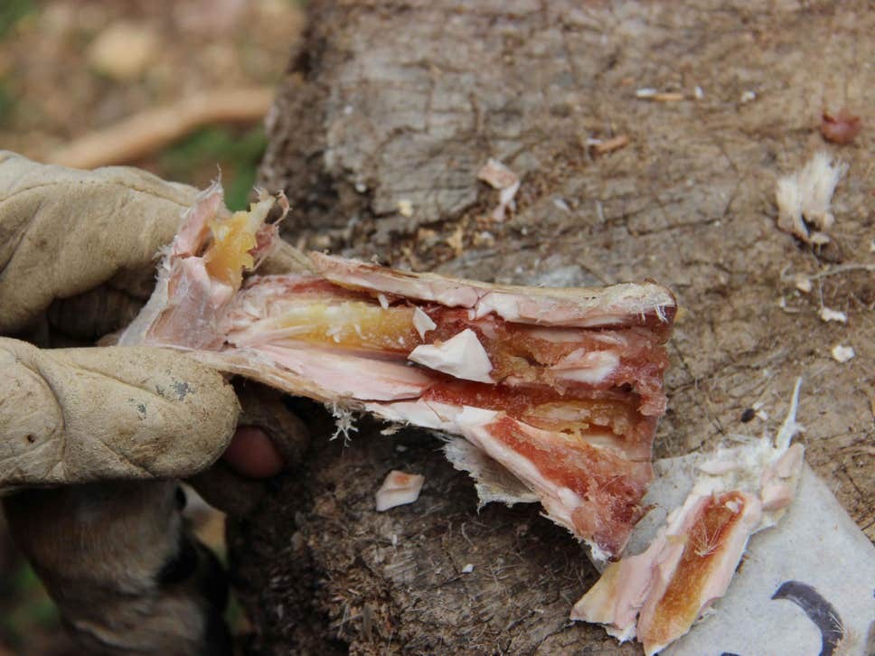 Ossos de cervo eram deixados com sobras de medula óssea para que a carne ficasse conservada (Foto: American Friends of Tel Aviv University)