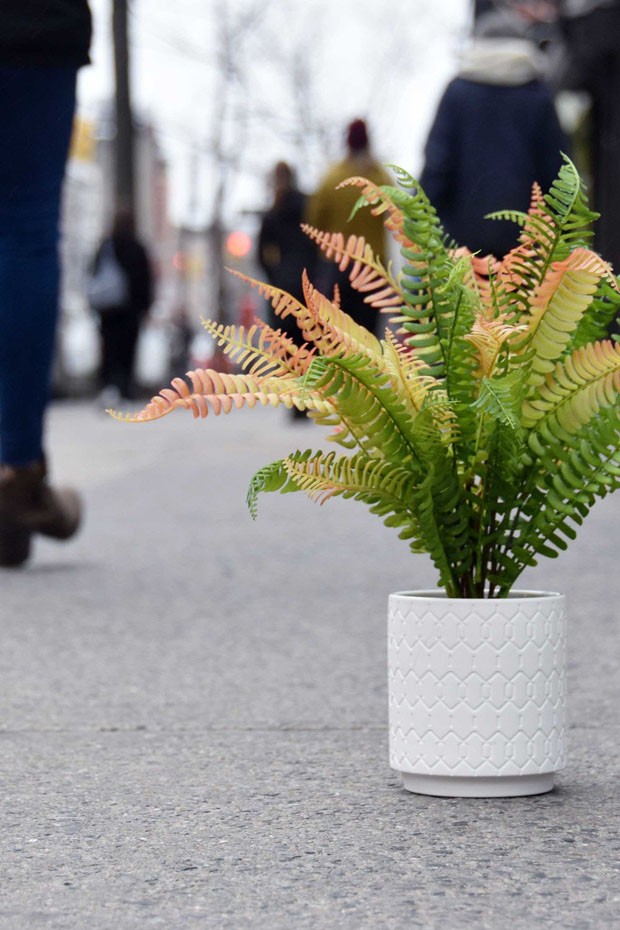Jovens criam start-up para vender plantas artificiais ligeiramente secas (Foto: Divulgação)