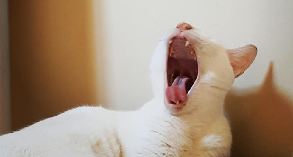 Respeite  momentos de relaxamento do gato e crie rotinas para brincadeiras para animal continuar saudável na quarentena — Foto: Acervo Pessoal/Dr. Carlos Gabriel Dias