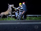 Motociclista morre após atropelar cavalos na MG-424, na Grande BH