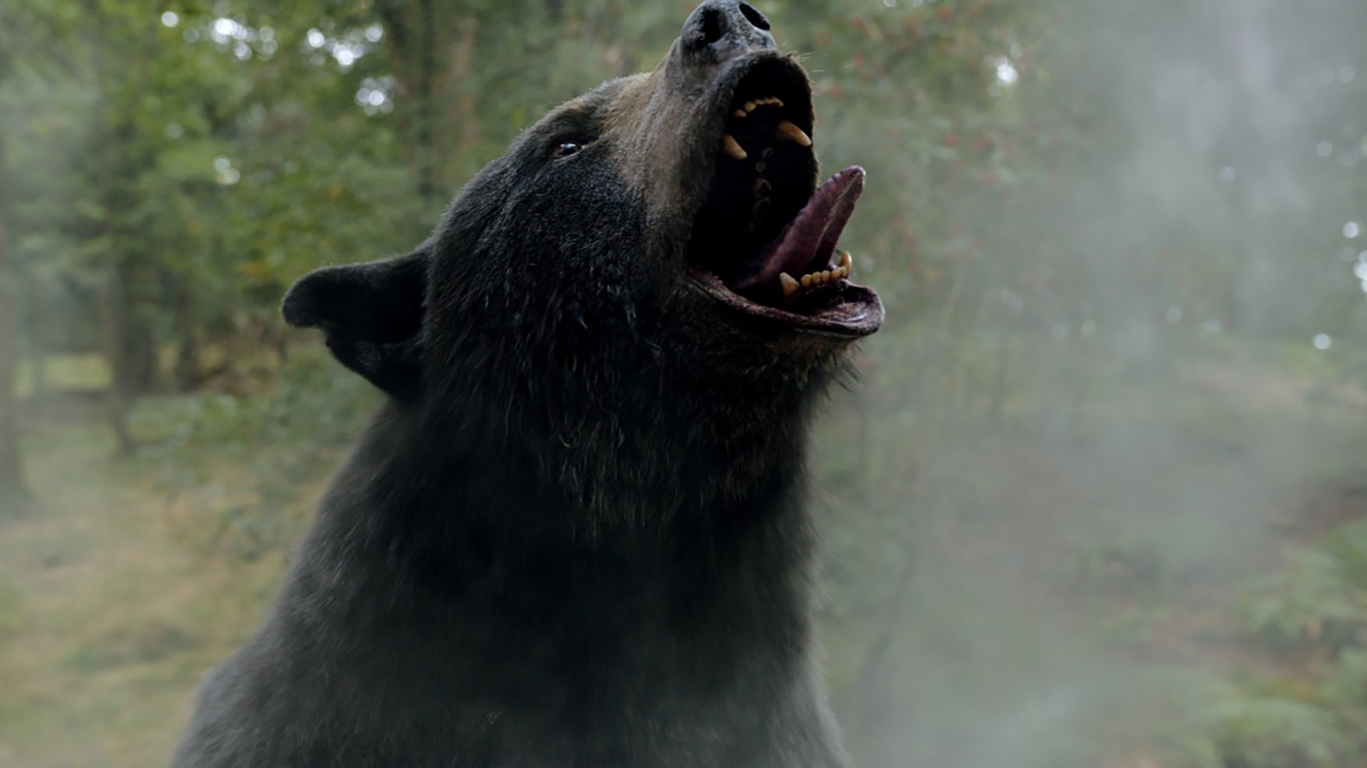 'O Urso do Pó Branco' estreia nos cinemas de Rondônia 