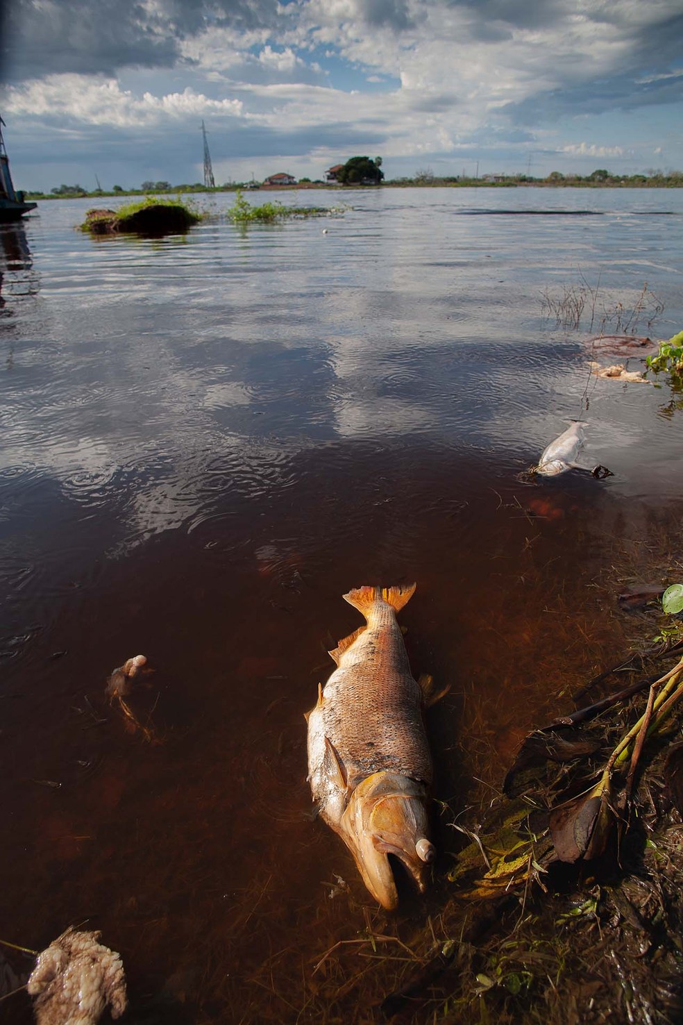Mortes de peixes no Pantanal.  — Foto: Guilherme Ambrosio/Arquivo Pessoal