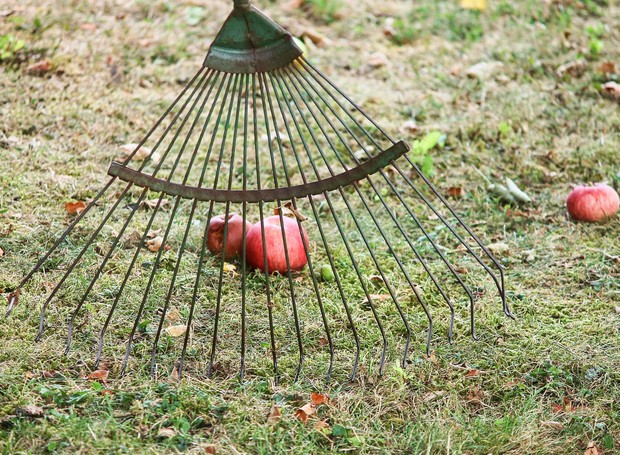 O ancinho é a ferramenta ideal para recolher folhas e frutas caídas no jardim (Foto: Pixabay / Creative Commons)