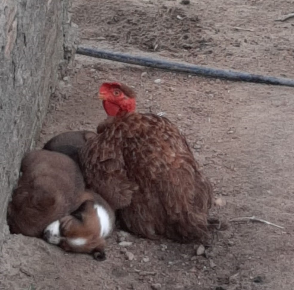 Galinha adota filhotes de cadela e cria como se fossem pintinhos em propriedade rural de RO