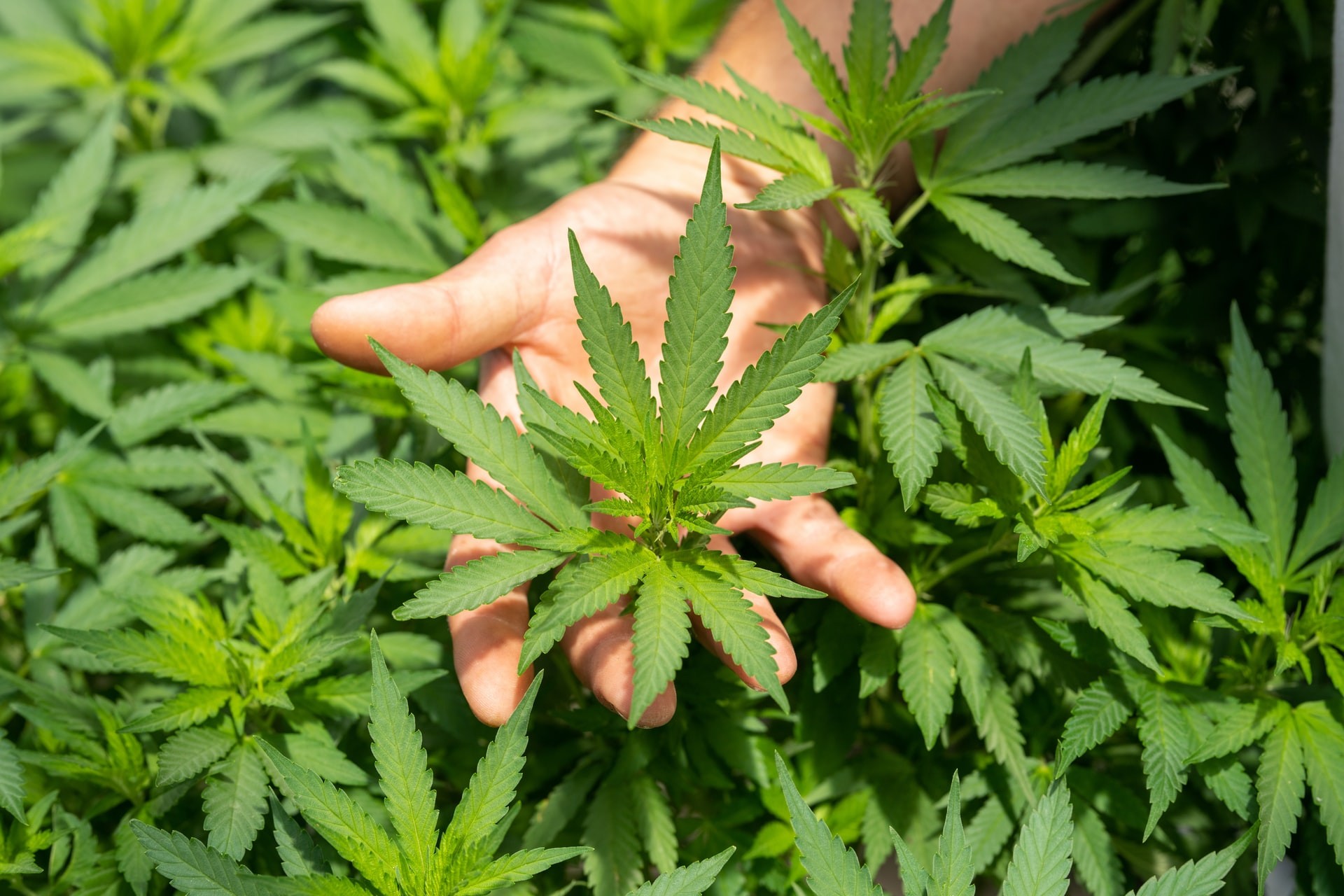 Entenda o que propõe o projeto de lei que autoriza plantio de cannabis -  Revista Galileu | Sociedade
