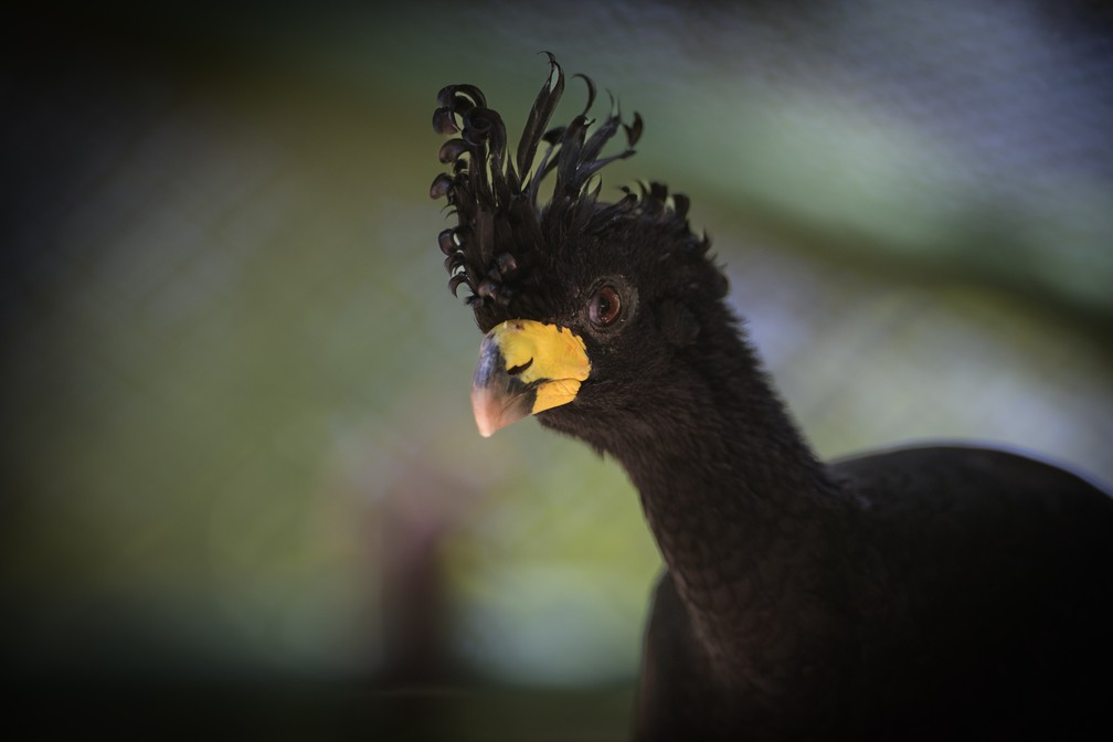 Projeto de Soltura do Mutum-de-Penacho é uma iniciativa para a preservação da espécie na área de influência da Usina Hidrelétrica de Porto Primavera — Foto: Luciano Candisani