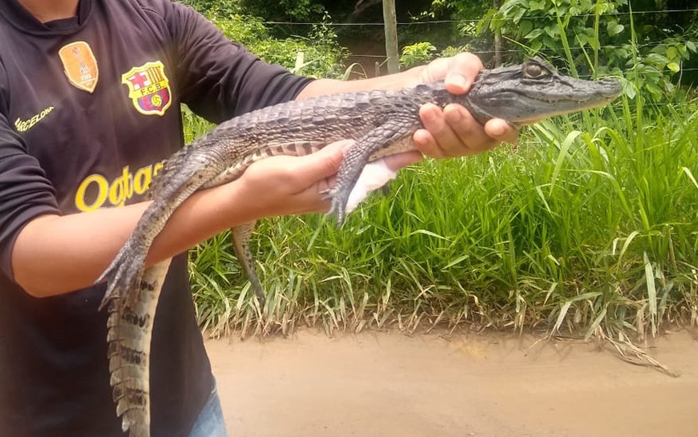 Filhote de jacaré é encontrado em Itamaraju, no sul da Bahia  — Foto: Defesa Civil de Itamaraju / Divulgação 