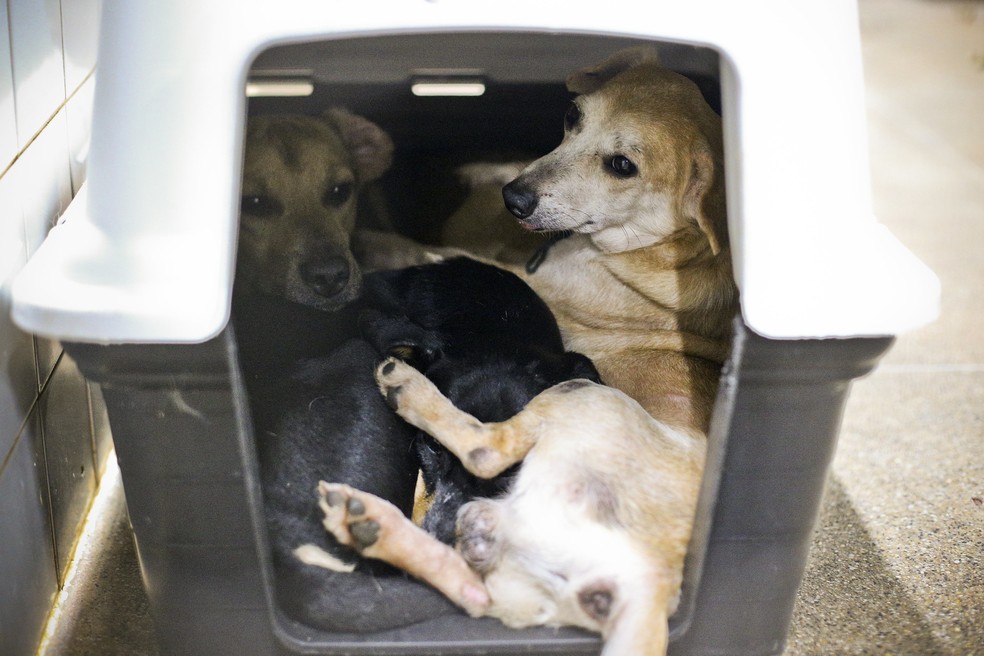 Zoonoses do DF tem 83 animais aptos para adoção — Foto: Breno Esaki/Agência Saúde