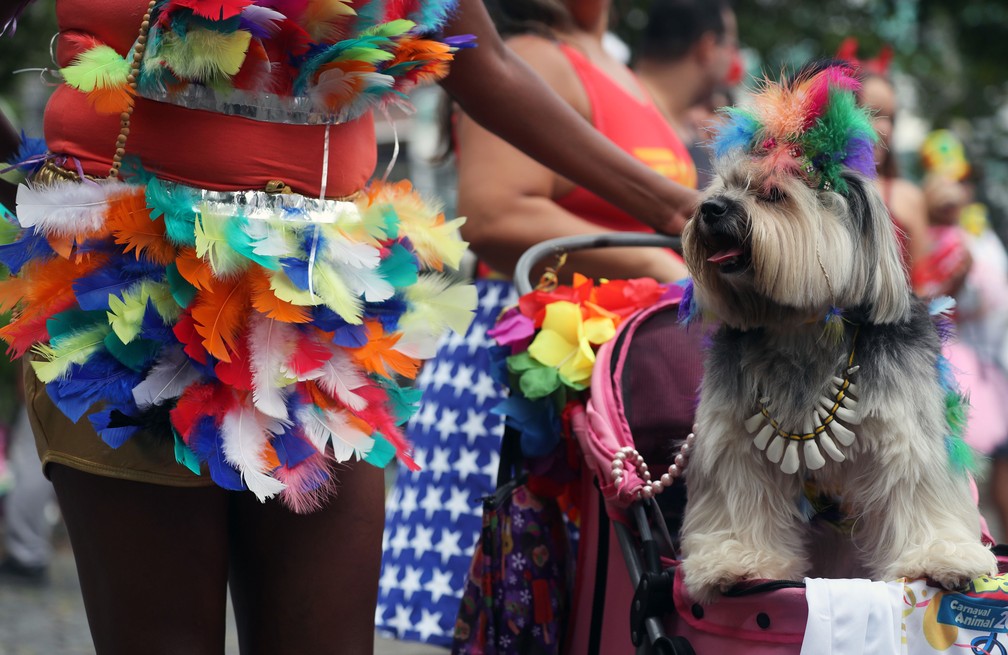 Blocão é dedicado aos cachorros — Foto: Sergio Moraes/Reuters