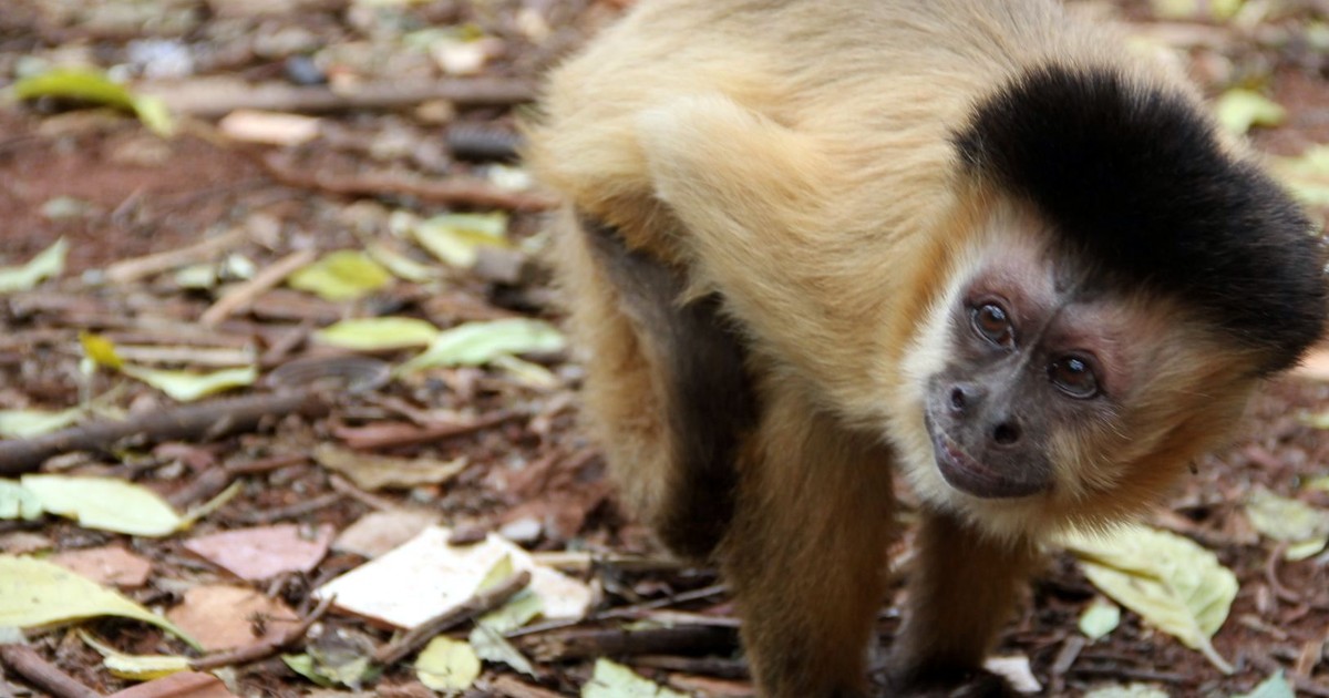 CHC  Viu um macaco-prego por aí?