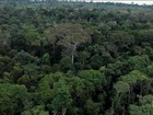 Temer veta MPs que reduzem área protegida de floresta no Pará