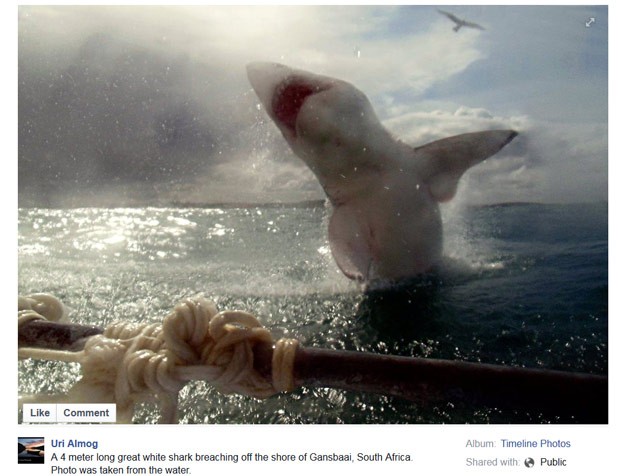 Uri Almog registrou imagem impressionante de salto de tubarão branco (Foto: Reprodução/Facebook/Uri Almog)