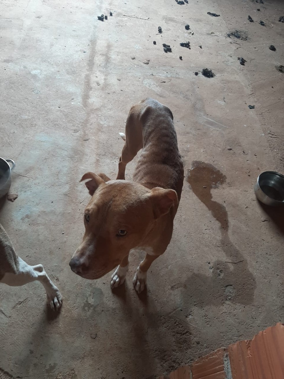 Cães estavam magros, com carrapatos e com alimentação inadequada — Foto: Polícia Ambiental