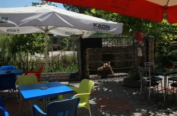 Urso servindo como atração em restaurante (Foto: Reprodução )