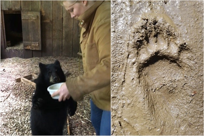 (Esquerda) Pesquisadora Ellison McNutt coleta dados de urso fêmea da espécie Ursus americanus (Direita) pegada esquerda de um urso-negro macho (Foto:  Jeremy DeSilva/ Ellison McNutt)