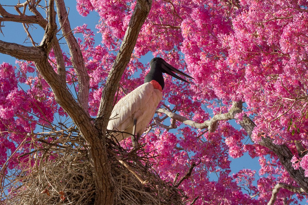 Tuiuiú, um dos simboloso do Pantanal, constrói ninho em ipê-rosa — Foto: Amaury Antônio Alves dos Santos