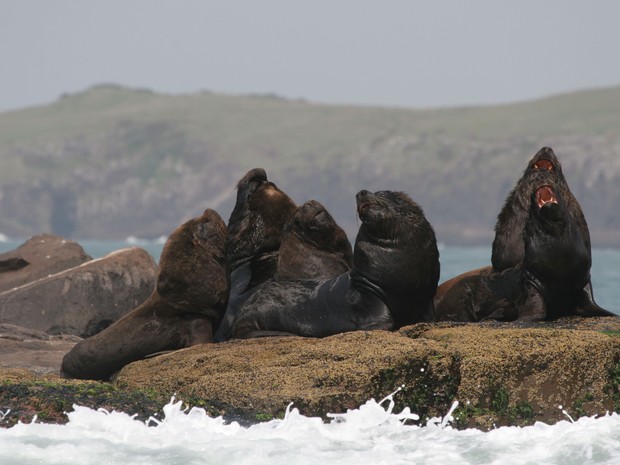 G1 - No litoral do RS, Ilha dos Lobos é a menor reserva ambiental do país -  notícias em Nossa Terra 2013