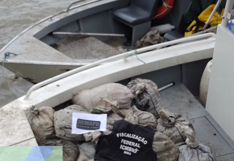Mais de 300 kg de caranguejo foram apreendidos e soltos para retornarem ao hábitat natural — Foto: ICMBio