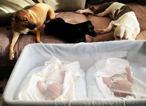 Os pets de Fabiula Nascimento zelando pelo sonos dos gêmeos Roque e Raul (Foto: Instagram/@fabiulaa/Reprodução)