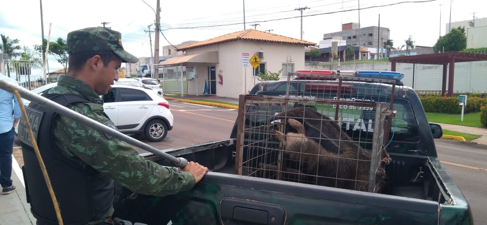 Animal foi resgatado e solto em rea de mata  Foto: Polcia Militar Ambiental-MT