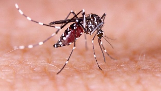 A dengue é transmitida pelo Aedes aegypti, que também dissema outras doenças (Foto: Getty Images via BBC)