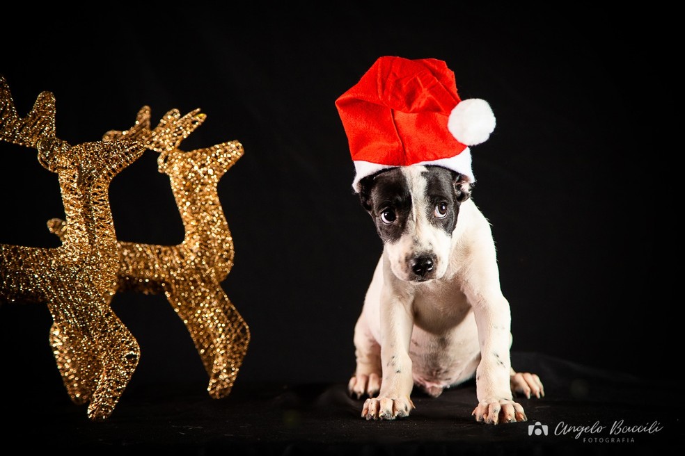 Animais ganham ensaio fotográfico de Natal para chamar atenção sobre a  adoção em Penápolis | Mundo Pet | G1