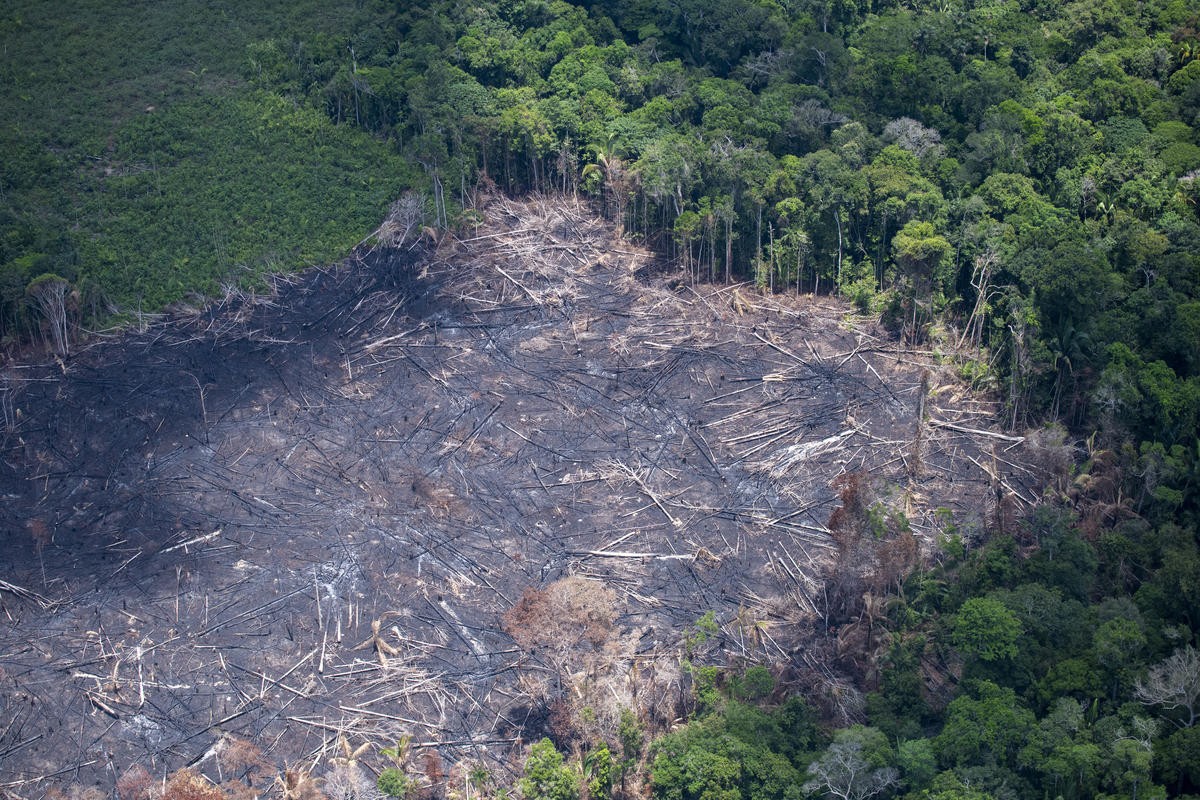 Desmatamento na Amazônia cresceu 56,6% sob o governo de Jair Bolsonaro, aponta estudo do IPAM (Instituto de Pesquisa Ambiental da Amazônia) (Foto: Greenpeace)