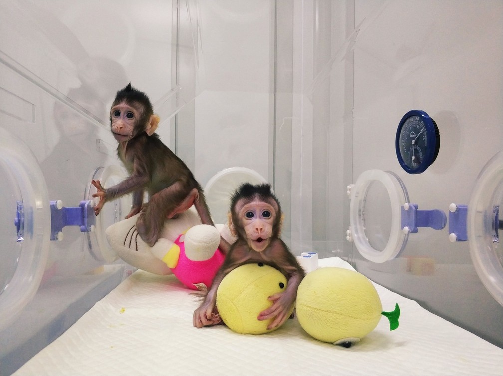 Os macacos foram os primeiros a serem clonados de uma célula não-embrionária. (Foto: Qiang Sun e Mu-ming Poo/Academia Chinesa de Ciência/ Reuters)