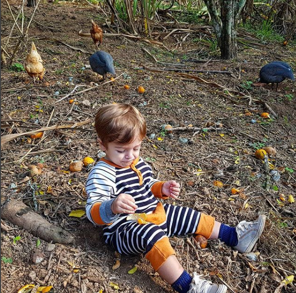 Rocco entre bergamotas e galinhas, brincando livremente (Foto: Reprodução Instagram)