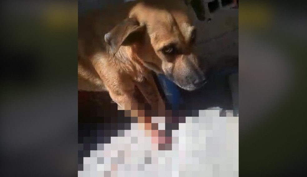 Cachorro esfaqueado por homem na Zona Sudeste de Teresia — Foto: Arquivo Pessoal