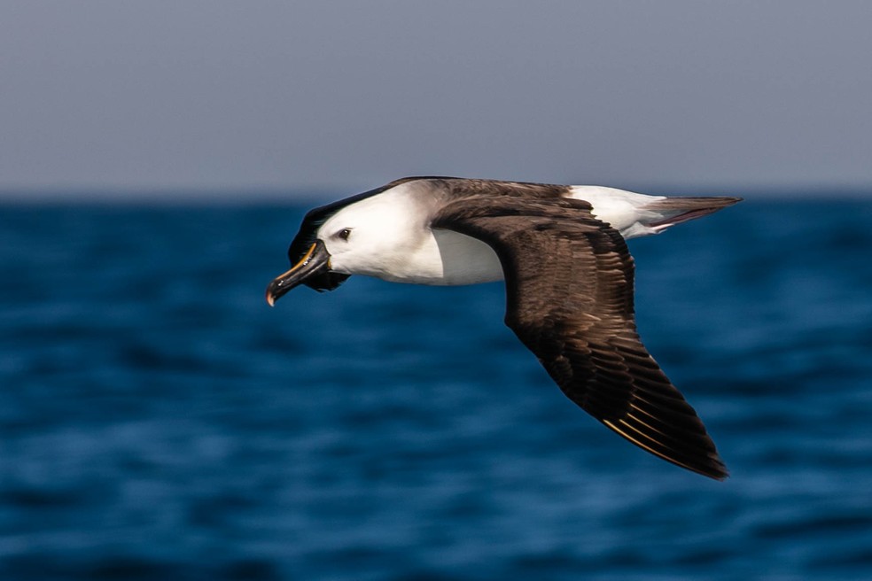 Albatroz-de-nariz-amarelo é uma ave ameaçada e sua principal característica é o bico negro com uma faixa amarela — Foto: Rita Carvalho/VCnoTG