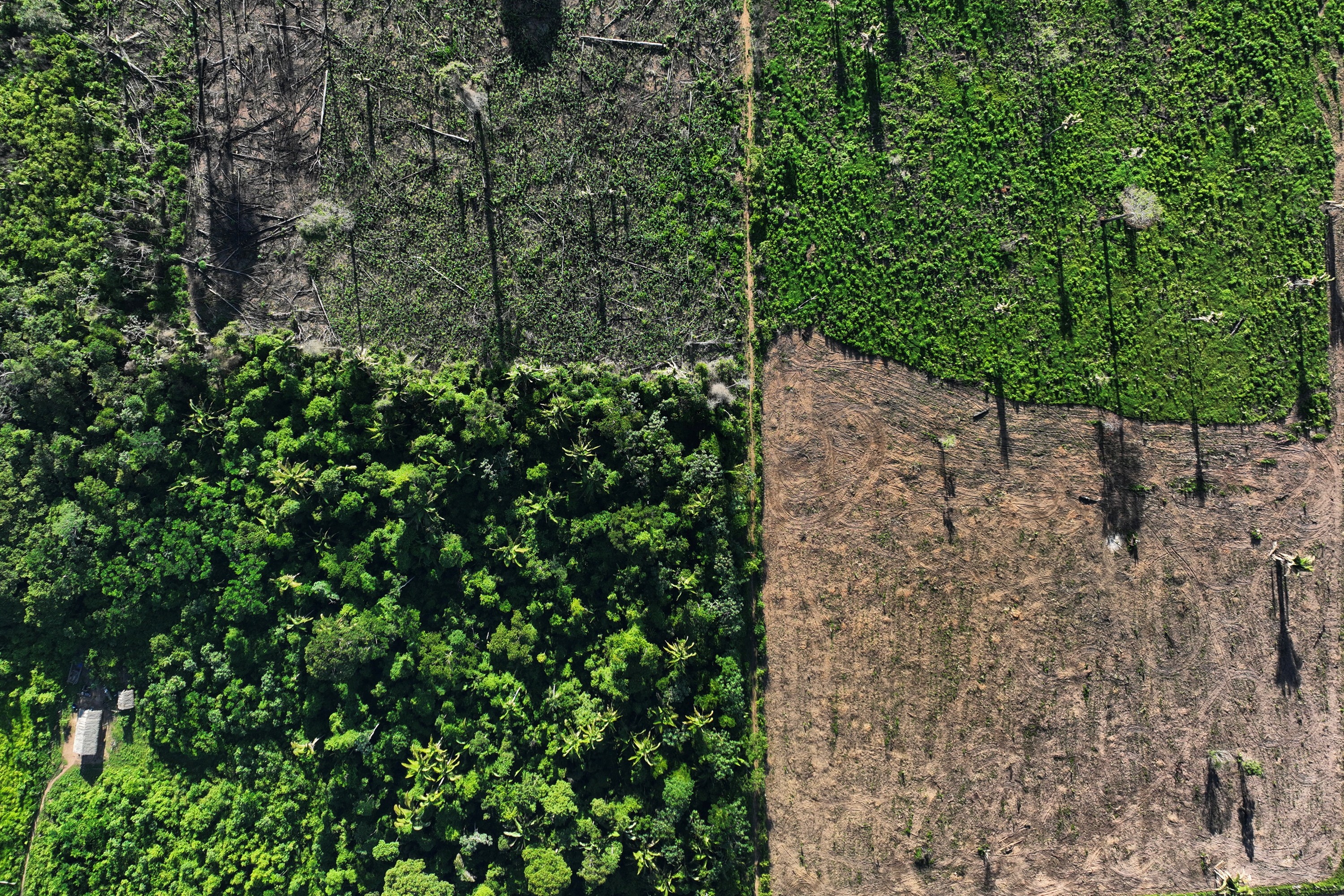 Com dados preliminares, alertas de desmatamento em janeiro na Amazônia apontam queda