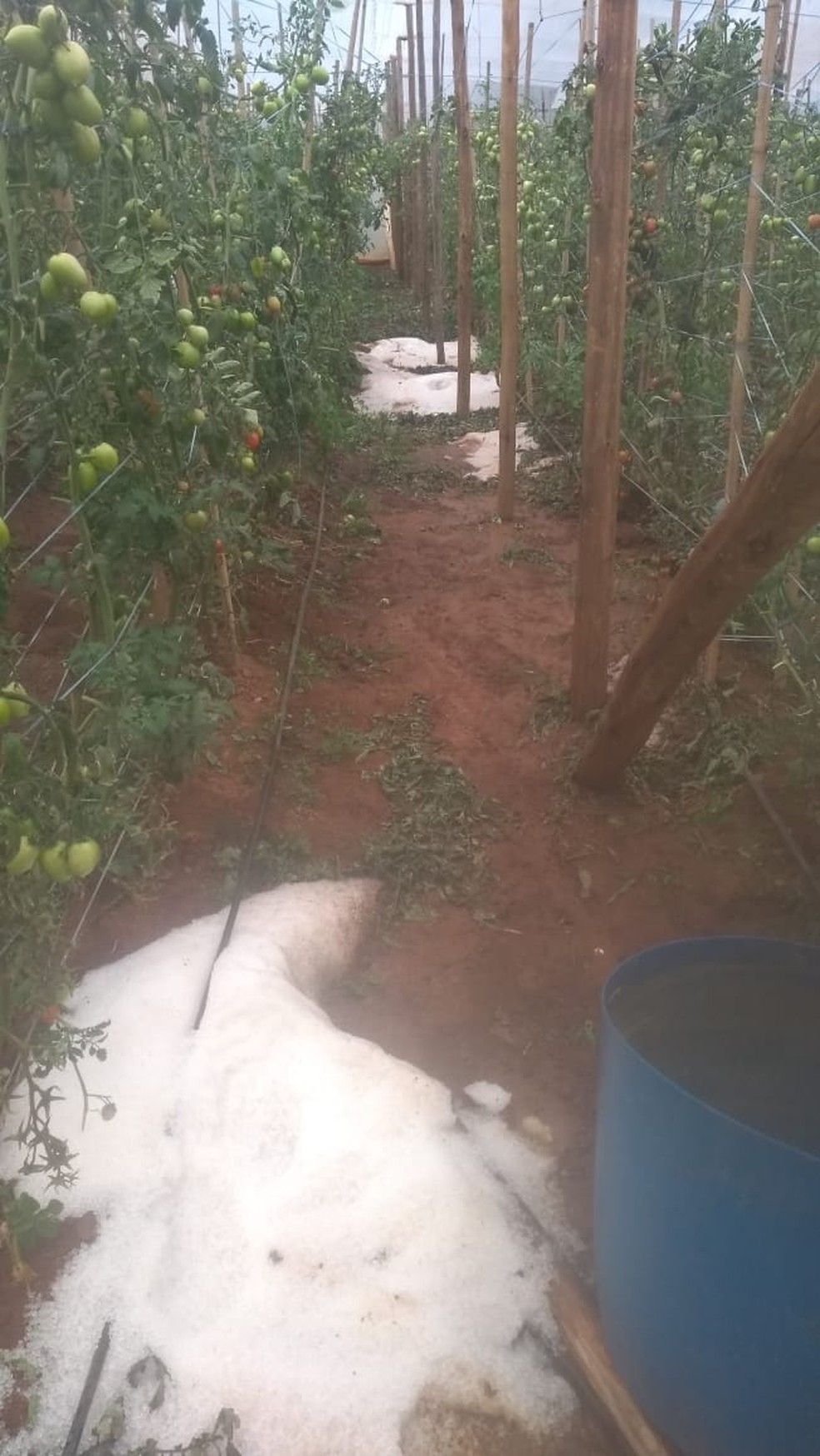 Plantação foi tomada por pedras de gelo no bairro Aquinos, em Itaberá (SP) — Foto: Vinicíus Cremostim/Arquivo Pessoal