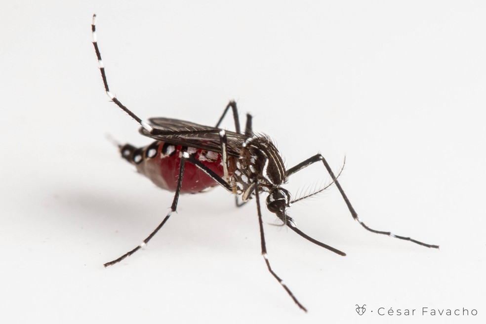 As fêmeas de Aedes aegypti podem viver, em média, 30 dias.  — Foto: César Favacho/Arquivo Pessoal