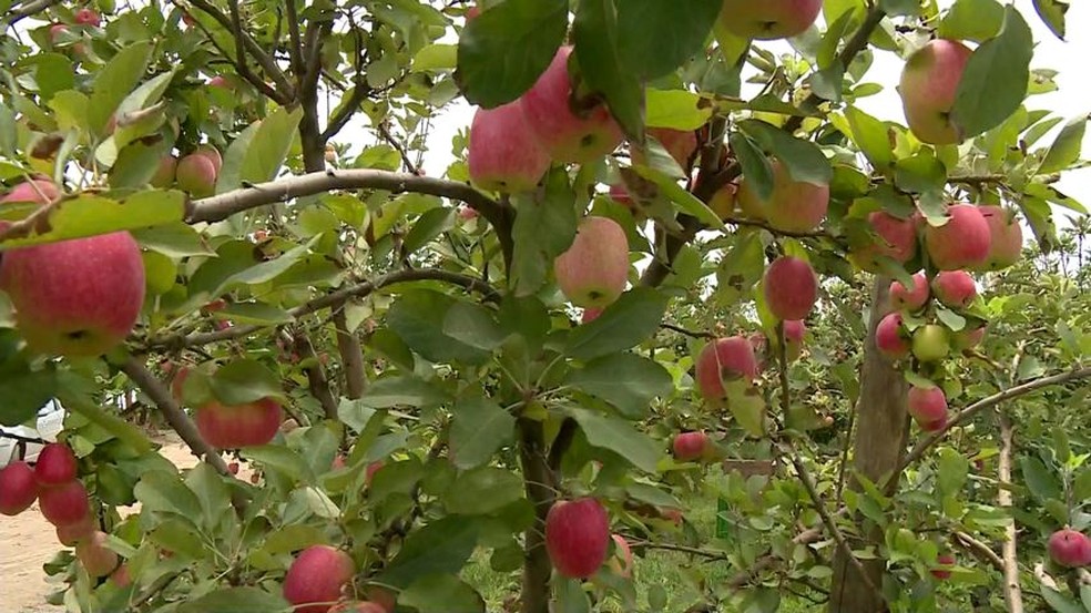 Produção de maçãs em Montanha, Norte do Espírito Santo (Foto: Juliano Gomes/TV Gazeta)