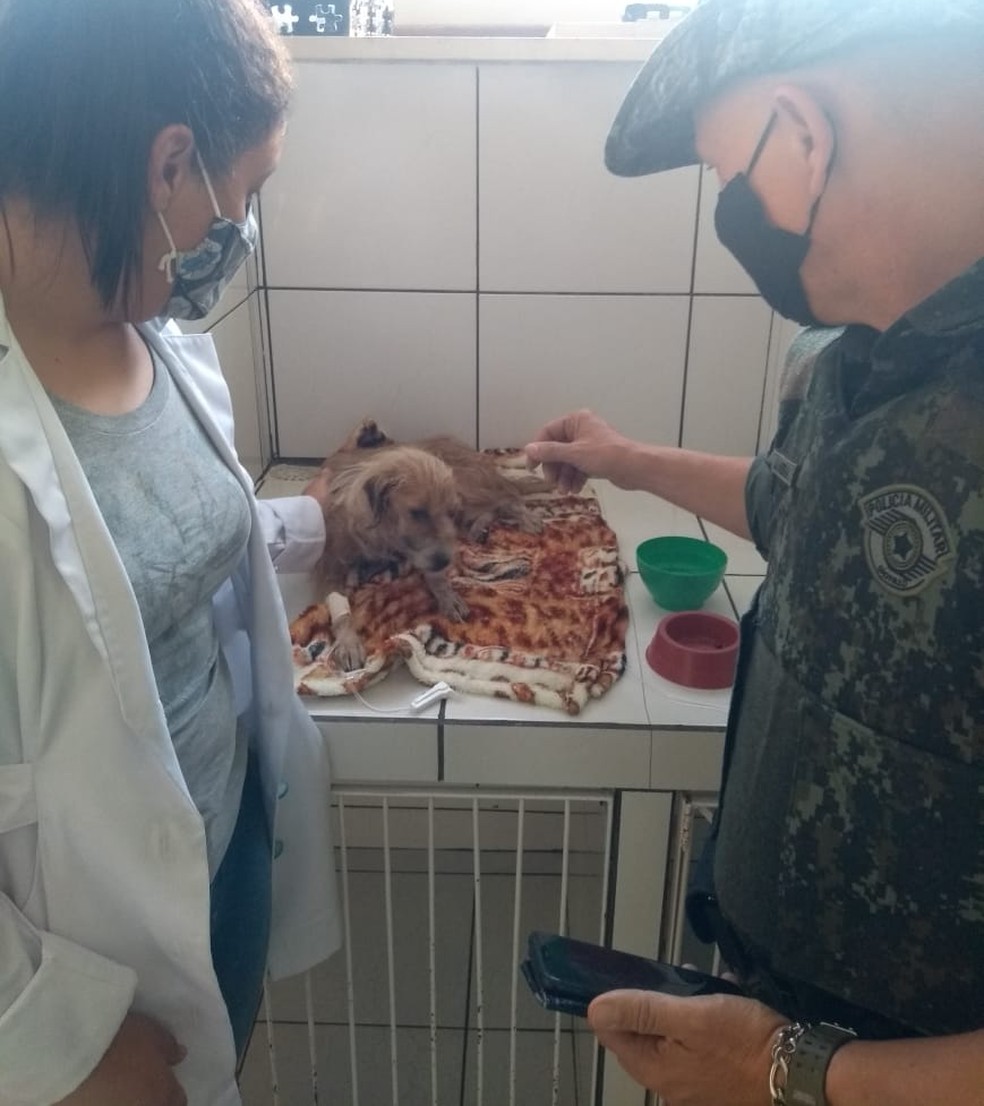 Animal apresenta desidratação e sinais característicos de cinomose e erlichiose canina — Foto: Polícia Ambiental