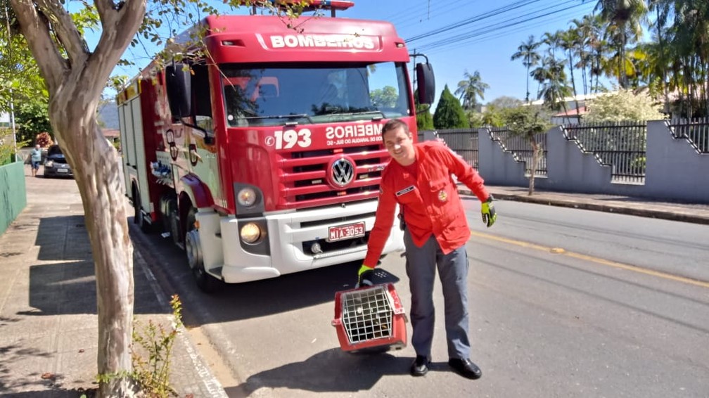 Bombeiros voluntários capturaram o animall — Foto: Prefeitura de Jaraguá do Sul/ Divulgação