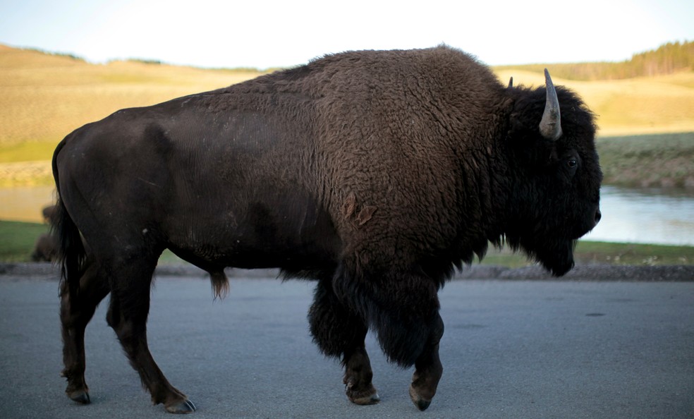 Superpopulação de bisões vem causando danos — Foto: Lucy Nicholson/Reuters