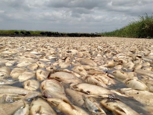 Lagoa amanhece tomada por peixes mortos em Linhares. É a Semana da Água