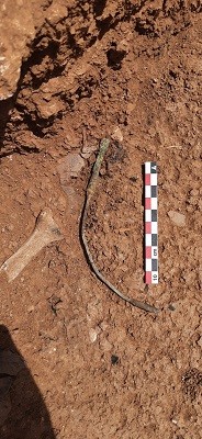 Depósito de armas romanas de 2,1 mil anos é descoberto em ilha da Espanha (Foto: Reprodução/Universidade de Alicante)