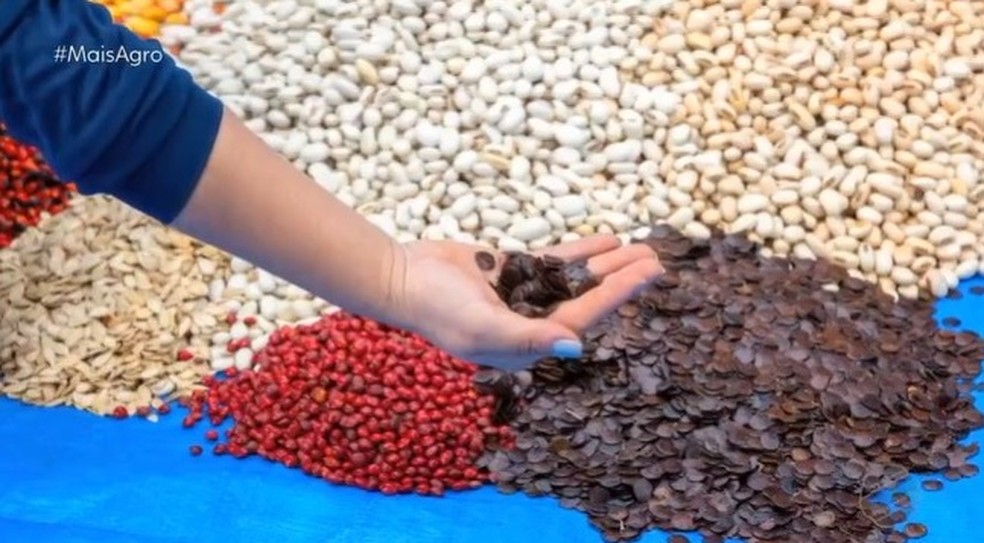 Iniciativa é da Rede de Sementes do Xingu e conta com o auxílio de mais de 600 coletores.  — Foto: Mais Agro/TV Centro América 