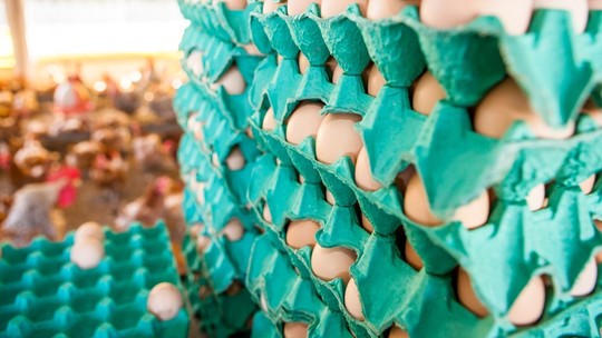 Livre de gripe aviária, Brasil pode exportar mais ovos sem desabastecer mercado interno