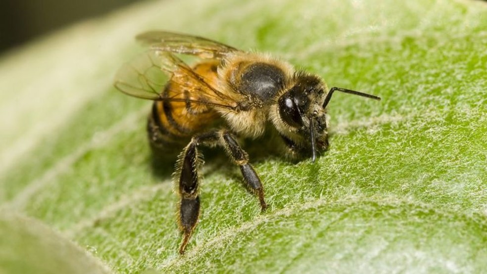 As abelhas africanizadas foram criadas a partir do cruzamento entre as abelhas africanas e europeias — Foto: GETTY IMAGES/Via BBC