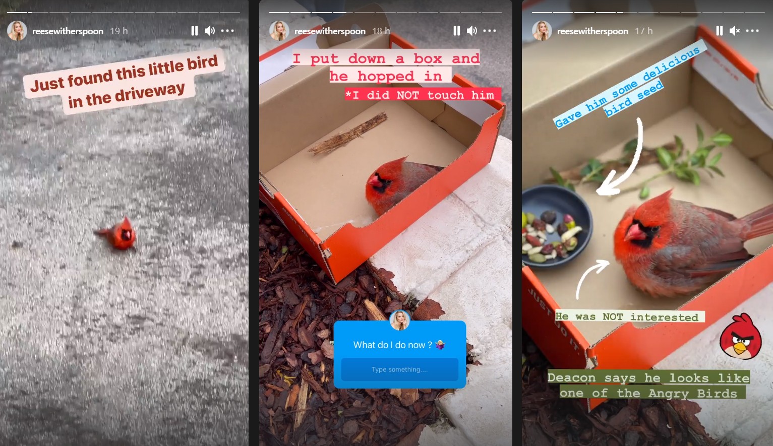 Sequência de publicações que Reese Witherspoon fez no Instagram sobre o cardeal que ela encontrou perto de sua casa (Foto: Reprodução / Instagram)