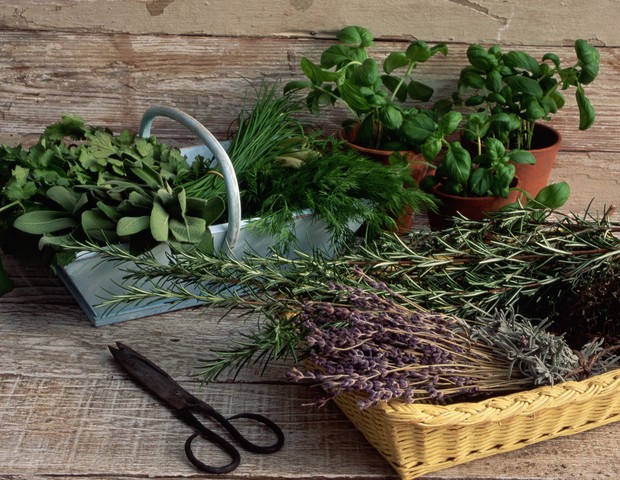 Baskets of lavender, sage, chives, dill, and other herbs stand beside potted basil plants. (Foto: Getty Images)