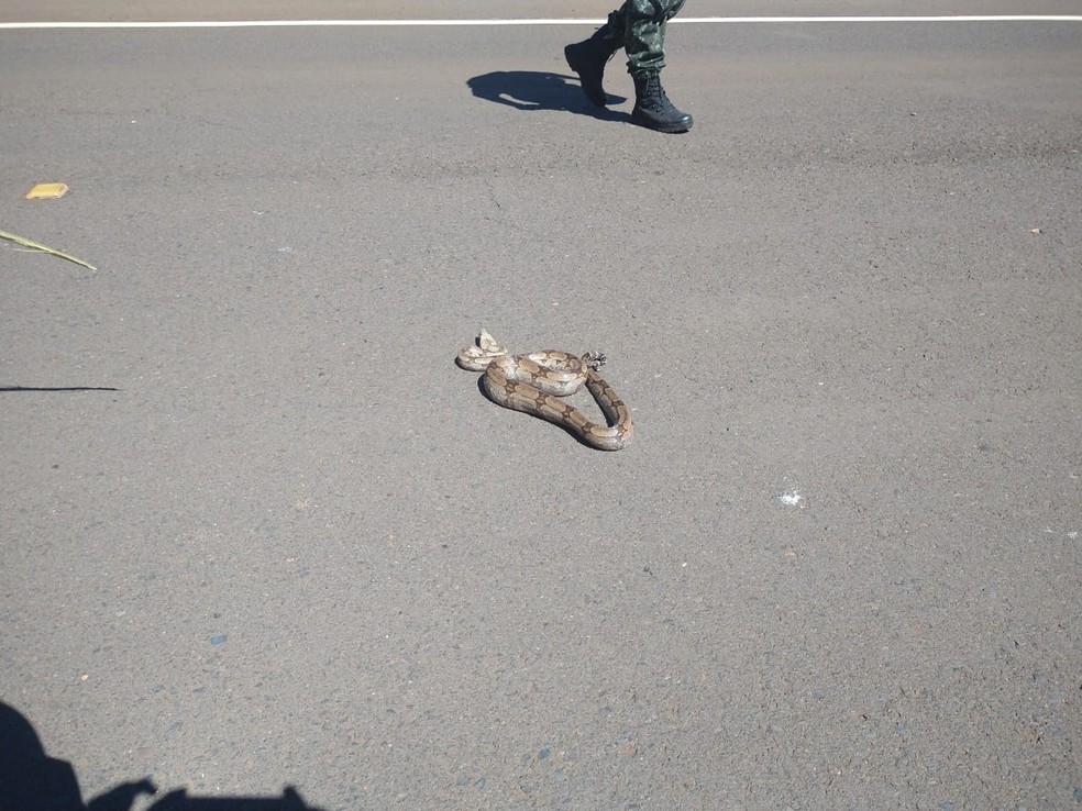 Jiboia atravessava rodovia em Arealva quando foi salva por policiais ambientais — Foto: Polícia Ambiental/Divulgação