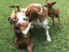 Amor para cachorro! André Marques e Fê Lima falam da paixão por 'filhos' caninos