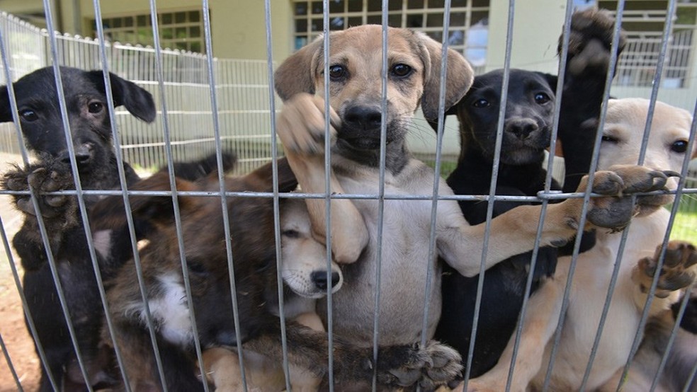 Duas penitenci&aacute;rias criam canis para animais resgatados em Trememb&eacute; (SP) &mdash; Foto: Charles de Moura/PMSJC
