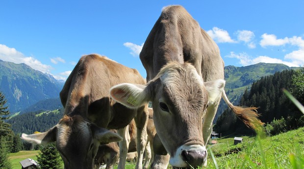 vaca gado animal (Foto: Pexels )